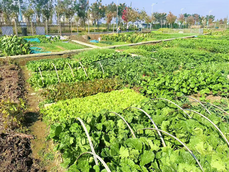 菠菜网最稳定正规平台_最全菠菜网大全