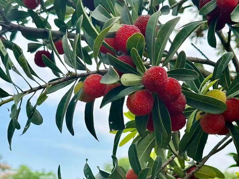 菠菜网最稳定正规平台_最全菠菜网大全